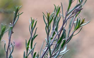 Krameria erecta, Littleleaf Ratany, Southwest Desert Flora